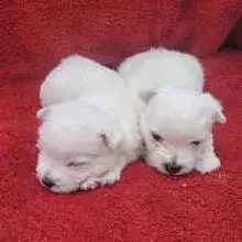 of little Gigantes cover