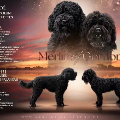 Merlin's ... of Gordon cover