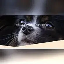 vom Salamandertal cover