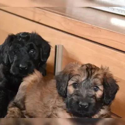 von den Buschräubern cover