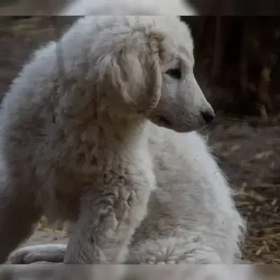 vom Höllenbrand cover