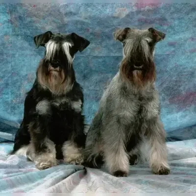 vom Ahrensfeld cover