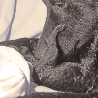 vom Schöntaler Storchenturm cover