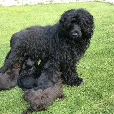 Stolze vom Königstal cover