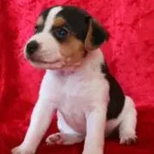 Gesamtkunstwerk cover