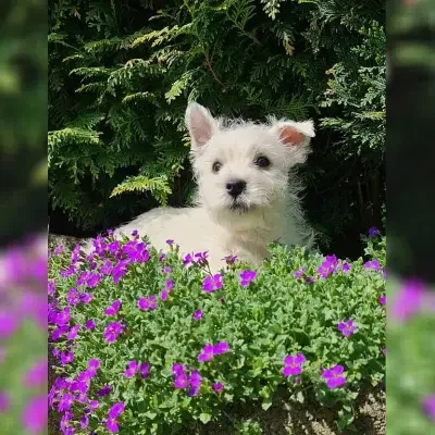 Paradise of wind cover