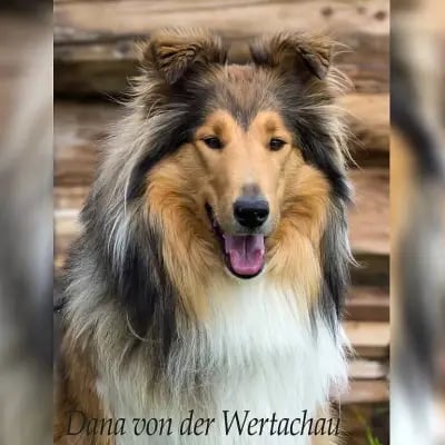 von der Wertachau cover