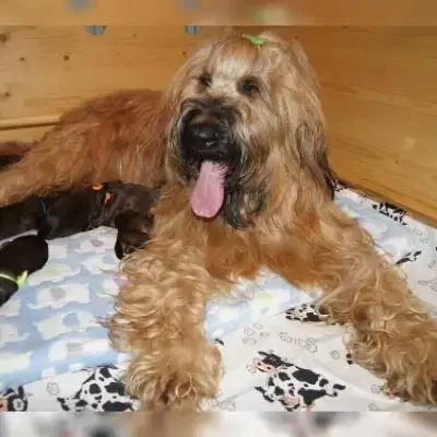 vom Sonnenblumenhof cover