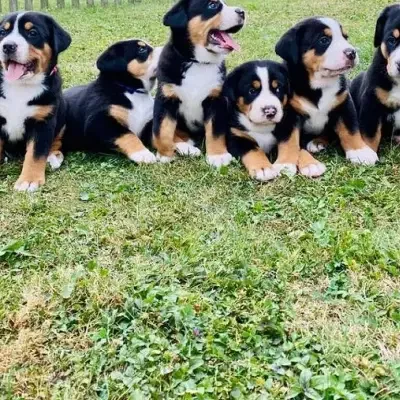 von der Asbacher-Höhe cover