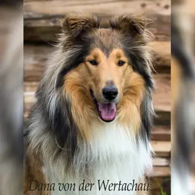 von der Wertachau cover
