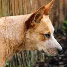 Mountain Star Heelers cover