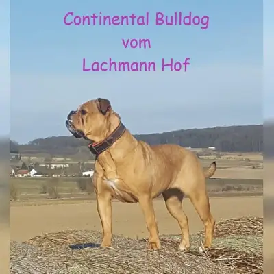 vom Lachmann Hof cover