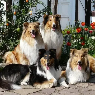 vom Hause Kordiaka cover