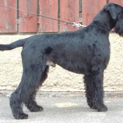 von der Geistermühle cover