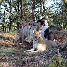 Moorland Elves cover