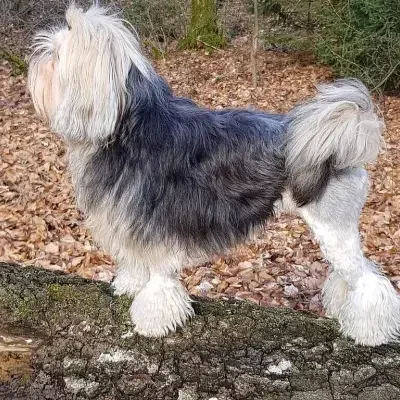 von der Storchenallee cover