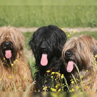 de la citadelle fort cover