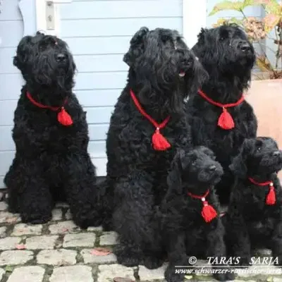 Tara’s Sarja cover