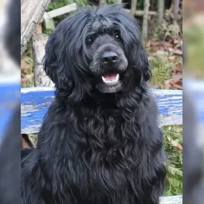 Cao Luz del Sol cover