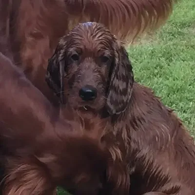 vom Gut Deisterland cover