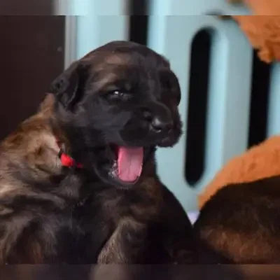 vom Herzwinkel cover