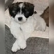 von den Bocholter Strolchen cover