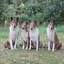 Pascherwinkel’s cover