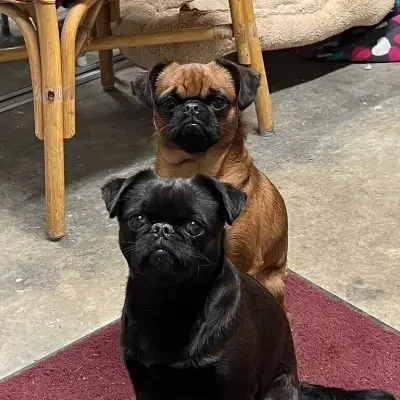 vom Tellerrand cover