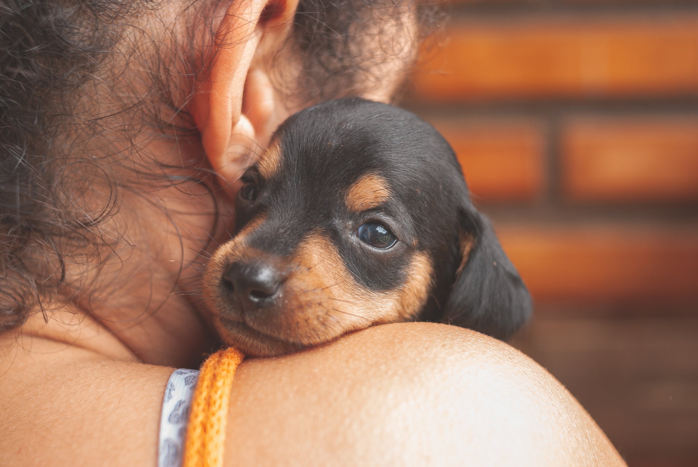 Bin ich bereit für einen Hund?