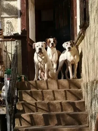 Hegau Bulldog's  main gallery image