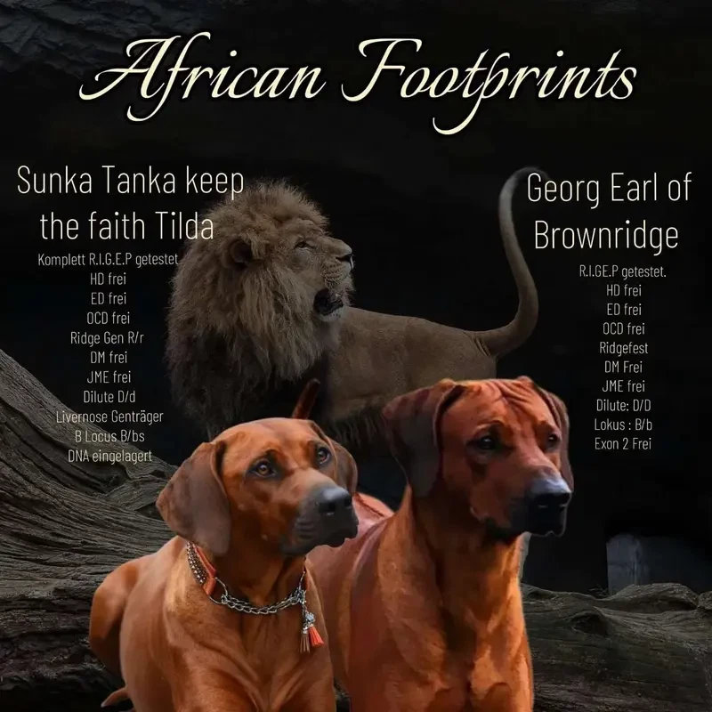 African Footprints main gallery image