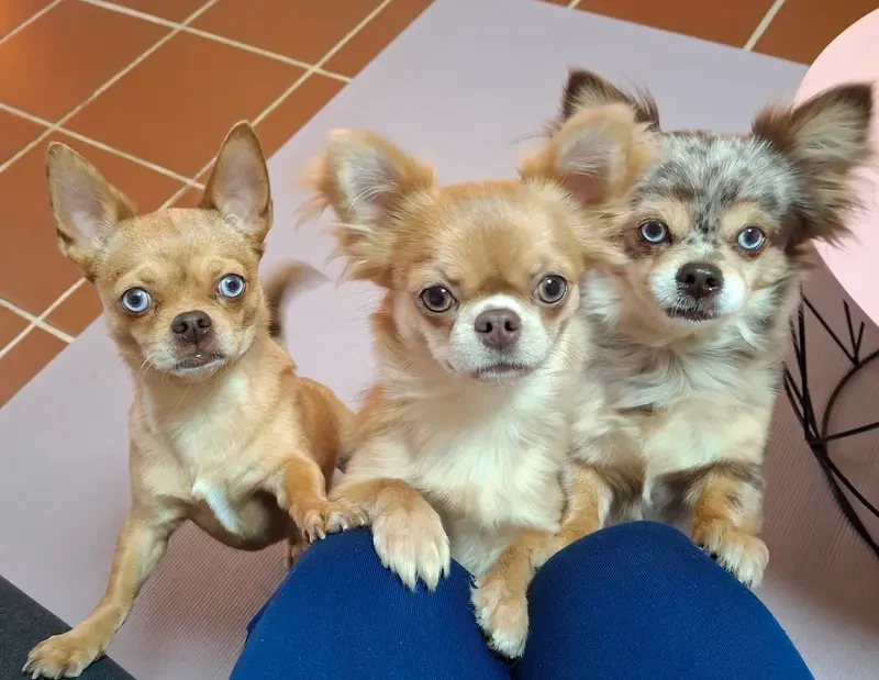 Chihuahua vom Glückstal main gallery image