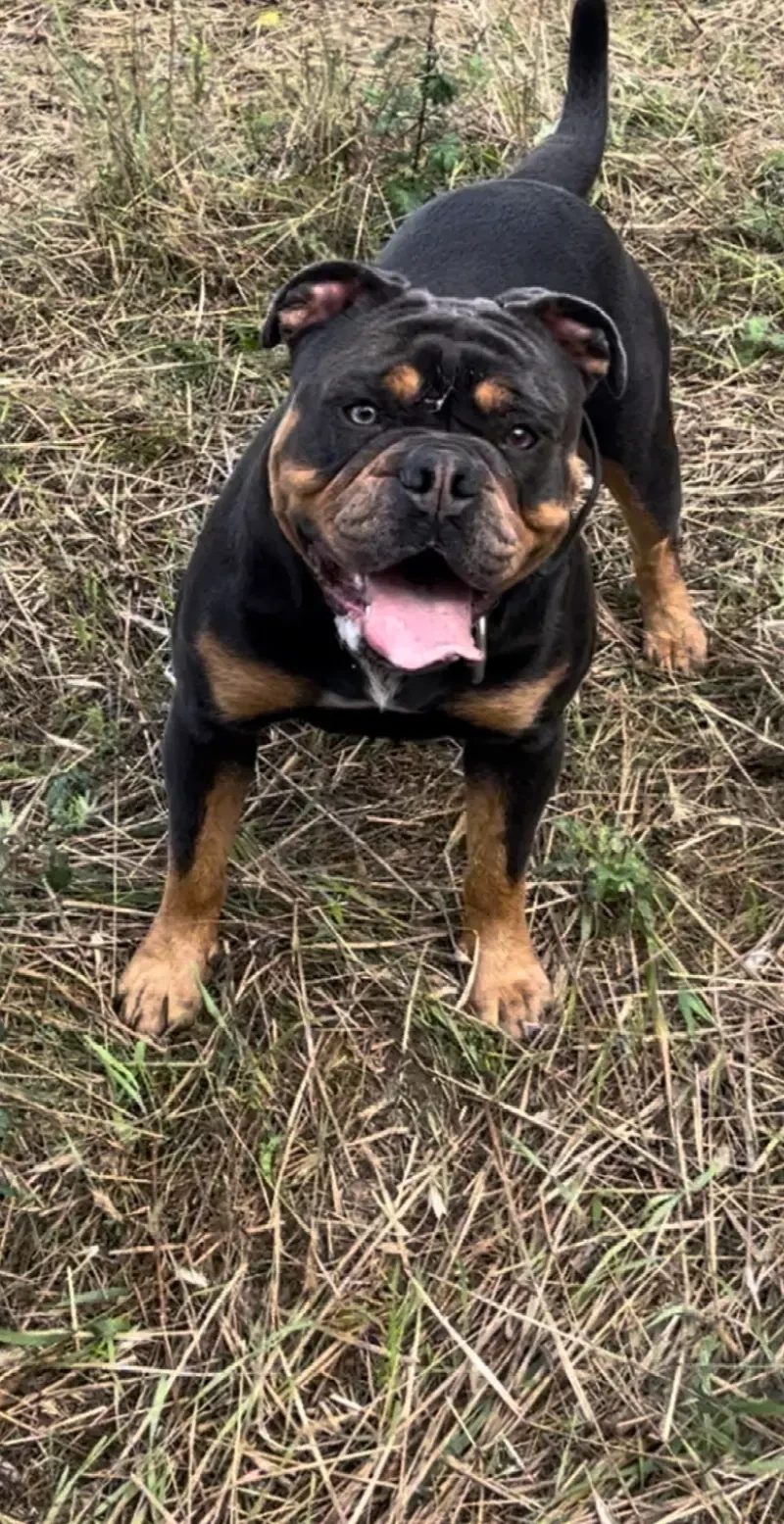 Old Famous Bulldog  main gallery image