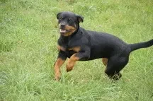 Rottweilerzwinger vom Weiltal  main gallery image