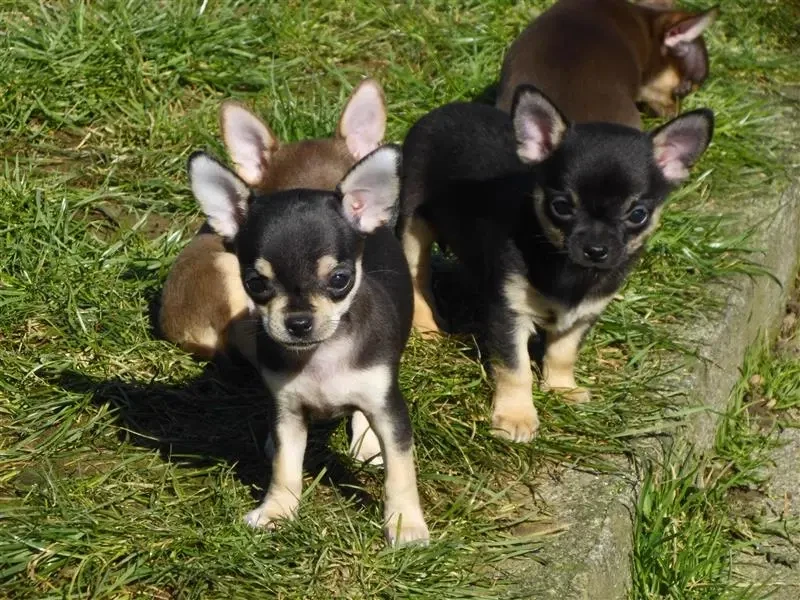 Chihuahuas vom Felsengarten main gallery image