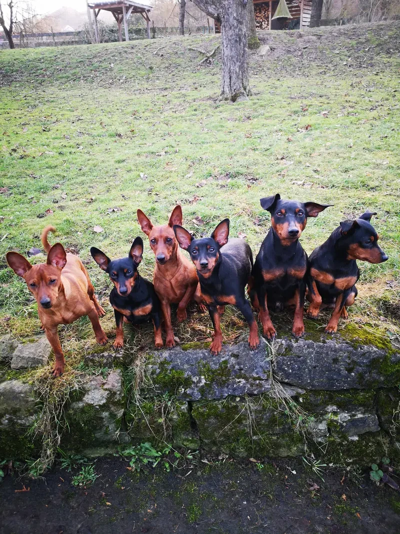 Lowermillzwergpinscher main gallery image