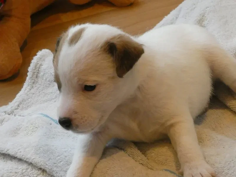 Jack Russell Terrier vom Quittengrund main gallery image