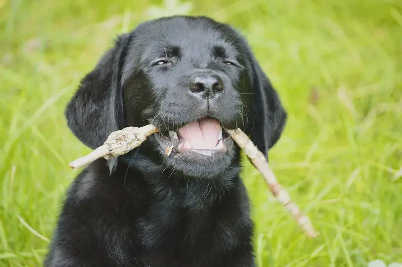 Clumsy Puppies  main gallery image