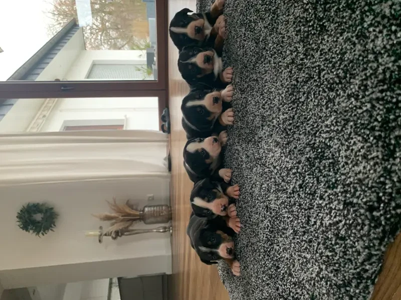 Dieters Hundezucht  main gallery image