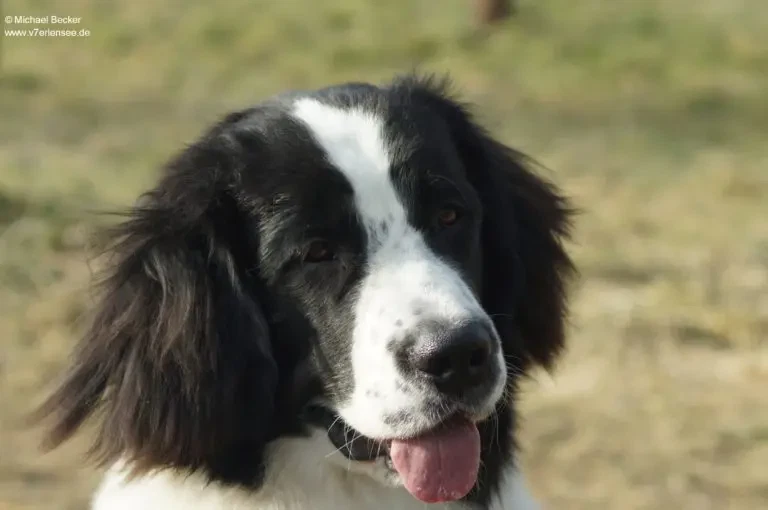 Landseer vom Sieben-Erlen-See main gallery image