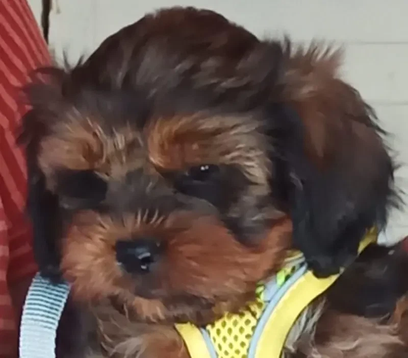 Shihpoo von der Schleuse main gallery image