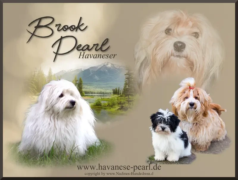 Brook Pearl main gallery image