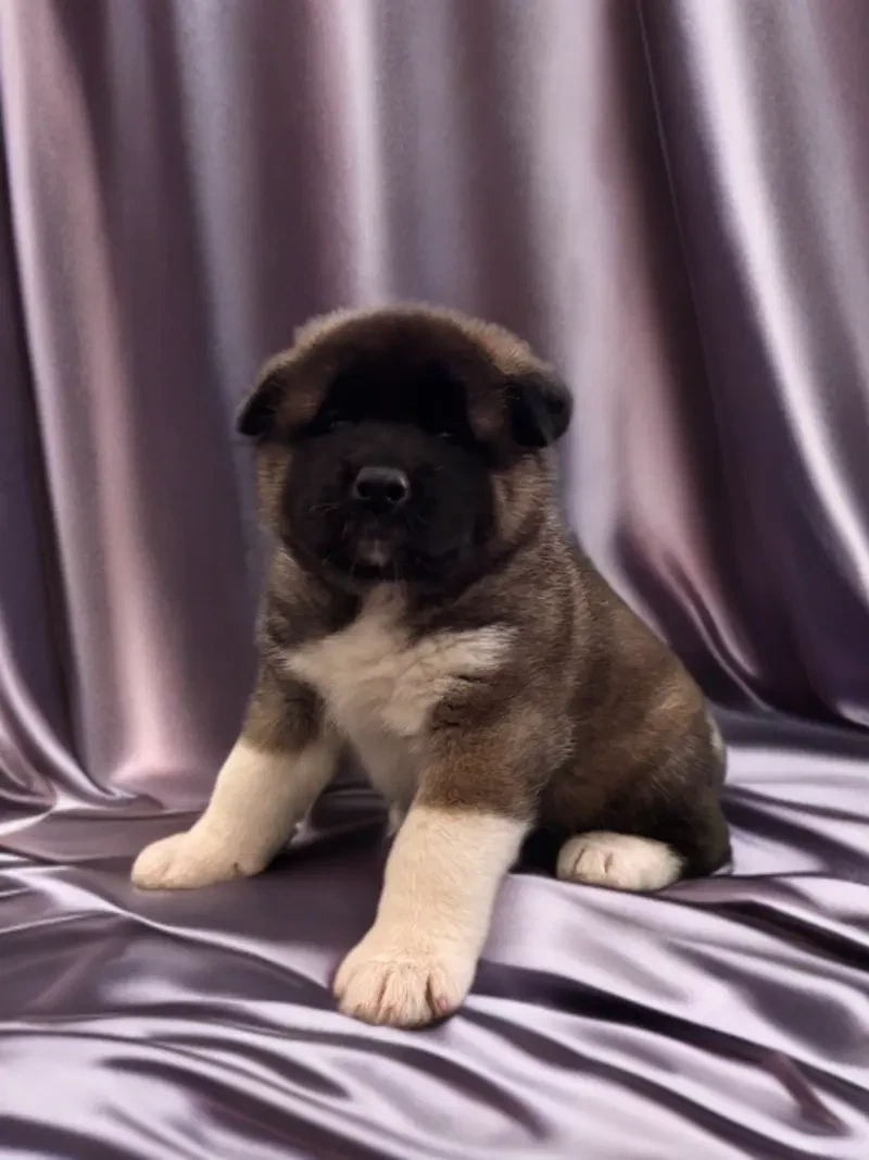 Aika main gallery image