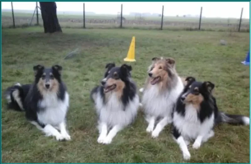 Collies from Brokeback Mountain main gallery image