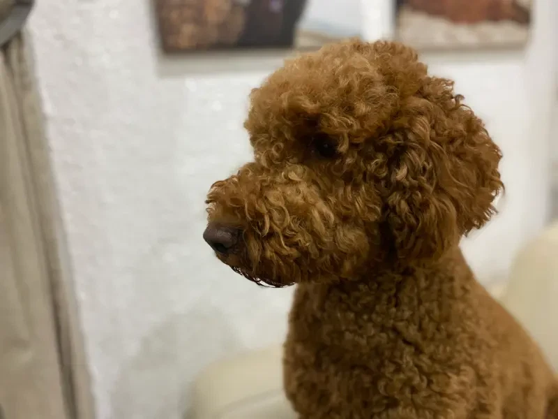 Emely main gallery image