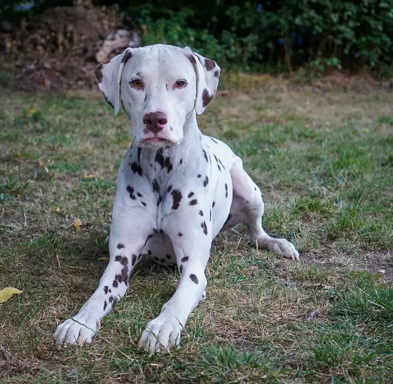 Stracciatella-paws  main gallery image