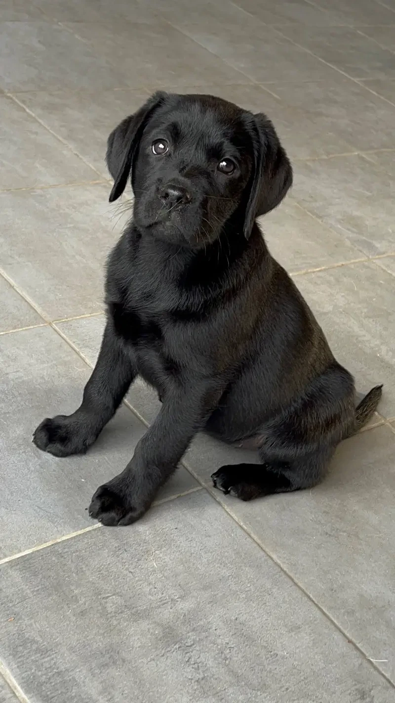Labrador vom Schwalmtaler Turm main gallery image
