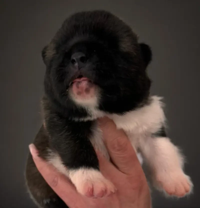 Bonnie main gallery image