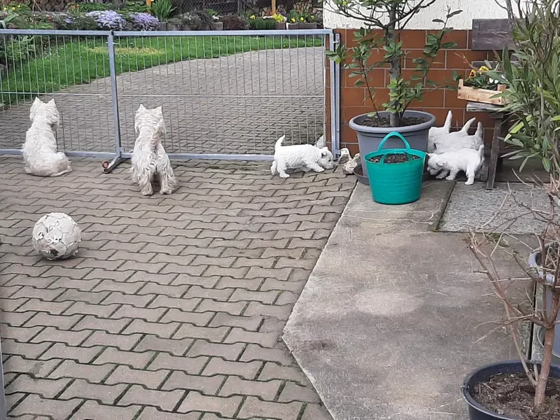 Westie vom Elmbach main gallery image