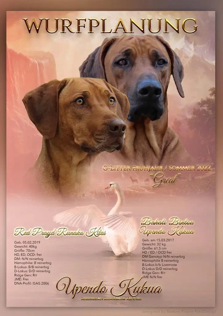 Rhodesian Ridgeback Kennel „Upendo Kukua“ main gallery image